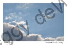 Birds Swans Clouds #3141