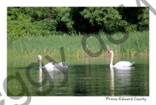 Birds Swans Family #3536