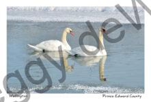 Birds Swans Winter Closeup #3115