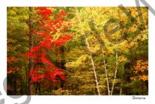 Bon Echo Park Tree Fall #1779