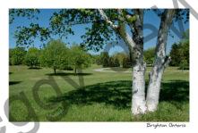 Brighton Proctor Park #949