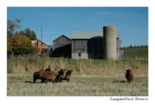 Campbellford Sheep Farm #1654