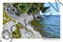 Cape Vessey Moss #4519