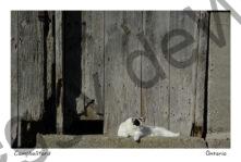 Cat Barn Door #680