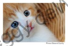 Cat Kitten Closeup #2483