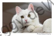 Cat White Looking #4217