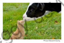 Cats Kitten & Calf #2922