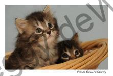 Cats Kitten Two #2137