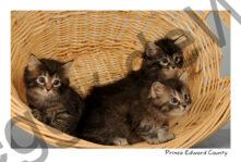 Cats Kittens in Basket #2134