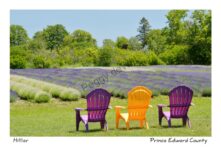 Chairs Purple & Yellow Lavender  #3156
