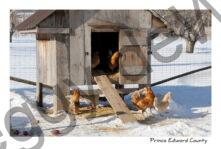 Chicken Coup Winter #2772