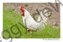 Chicken White Rooster #3545
