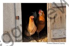 Chickens Brown #2773