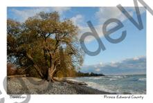 Consecon Willow #2497