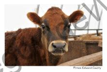 Cow Brown Johnny #2952