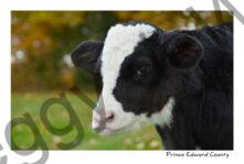 Cow Calf #2953