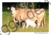 Cow and Calf Beef #3169