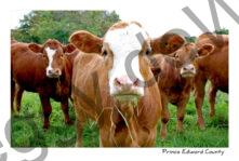 Cows Beef Chewing #3549