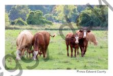 Cows Cattle Beef #3550