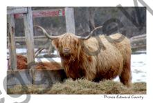 Cows Highland Winter #3551