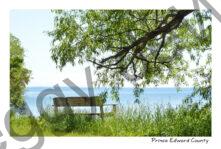 Cressy Bench Willow #4362