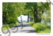 Cressy Road Summer #4363