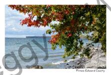 Cressy Shore Fall #3900