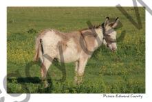 Donkey #3173