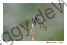 Dragon Fly Blue #4024