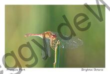 Dragon Fly Presquile #3673