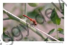 Dragon Fly Red #4028
