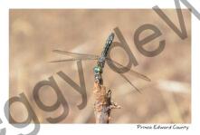 Dragon Fly on Twig #4027