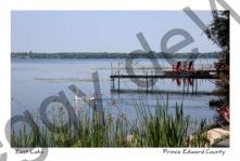 East Lake Dock Swan #3675