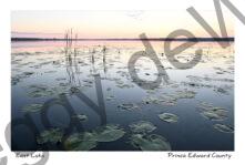 East Lake Lily Pads Sunrise #4231