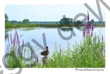 East Lake Mallard Duck #4697