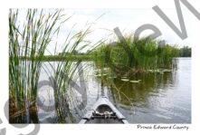 East Lake Reeds Kayak #4364