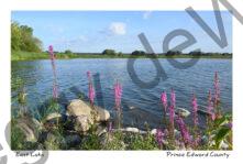 East Lake Rocks #4232