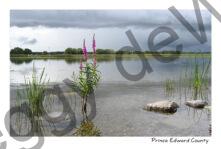 East Lake Shore #4365