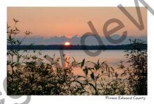 East Lake Sunrise Bushes #4486