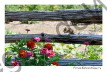 Fence Chipmunk #4233