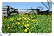 Fence Dandelions #3677