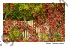 Fence Ivy Fall #3189