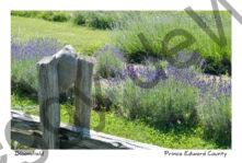 Fence Rail Lavender #9191