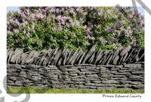 Fence Rock Lilacs #2981