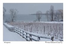 Fence Vineyard Snowing #4029