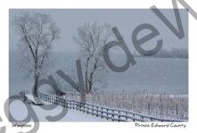 Fence Vineyard Trees Snowing #4030