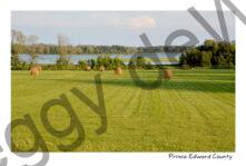 Field Bales Pleasant Bay #4235