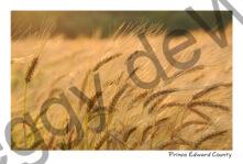 Field Barley Fall #2756