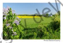 Field Canola Gilead Road #1820
