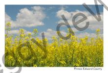 Field Canola Sky Hillier #2989